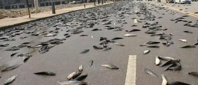 空中降魚(yú)視頻 揭秘罕見(jiàn)空中降魚(yú)現象原理，末日預兆恐怖的空中降魚(yú)實(shí)圖