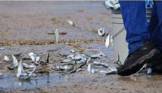 空中降魚(yú)視頻 揭秘罕見(jiàn)空中降魚(yú)現象原理，末日預兆恐怖的空中降魚(yú)實(shí)圖
