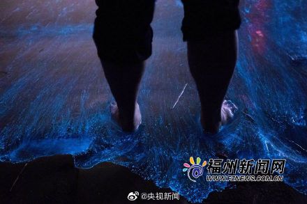 福建平潭“藍眼淚”如期而至 美得讓人窒息3