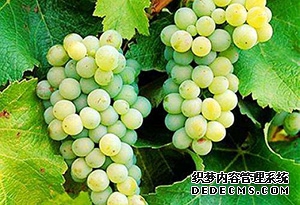 長(cháng)相思葡萄