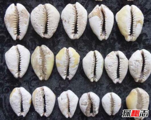 世界上最早的錢(qián)幣:天然海貝,最早紙幣誕生在中國