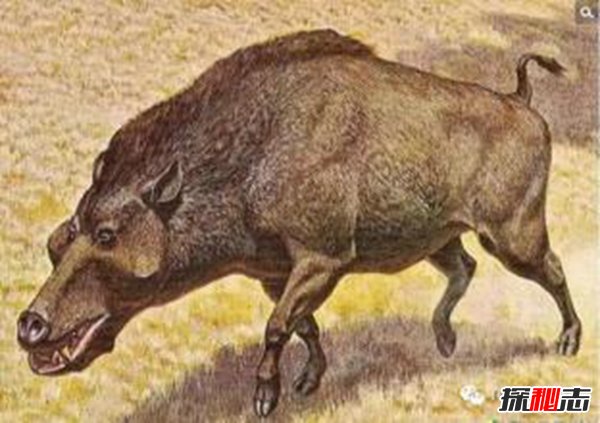 動(dòng)物界十大不死之身,燈塔水母無(wú)限返老還童