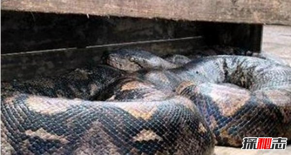 動(dòng)物界十大不死之身,燈塔水母無(wú)限返老還童