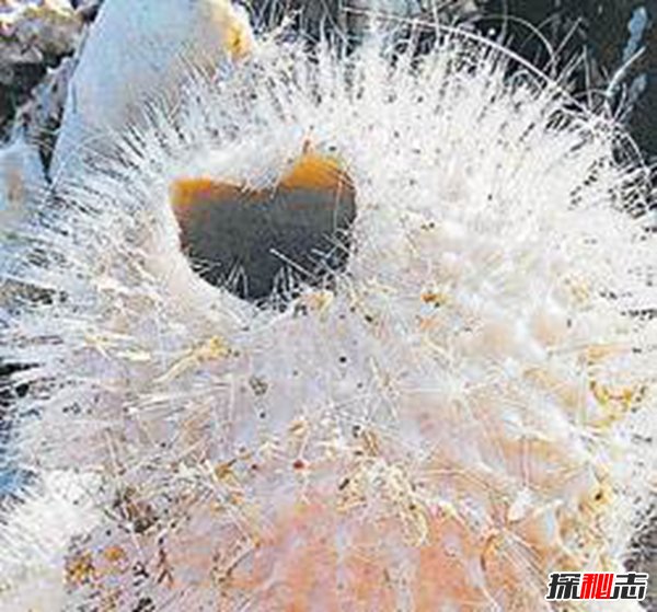 動(dòng)物界十大不死之身,燈塔水母無(wú)限返老還童
