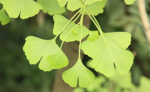 銀杏的葉片不僅美觀(guān).而且還有 很高的藥用價(jià)值。