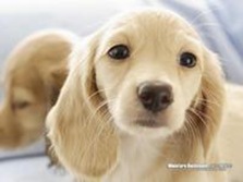 NO.4　迷你臘腸犬 14.4歲 