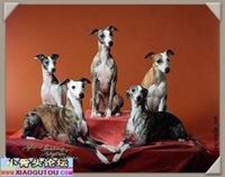 NO.5　惠比特犬 14.3歲