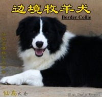 邊境牧羊犬
