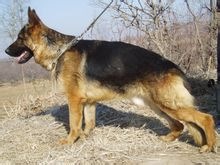 德國牧羊犬德國牧羊犬