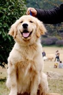 金毛獵犬